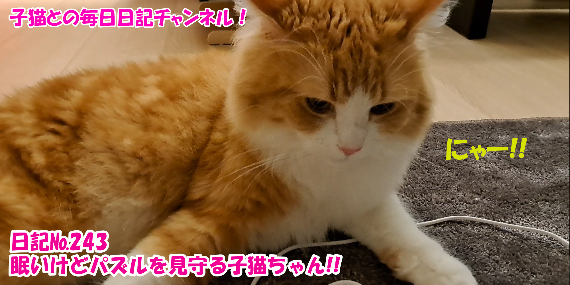 【ネコ】子猫との毎日日記チャンネル！～マロンくん～こねこ日記№243眠いけどパズルを見守る子猫ちゃん！！