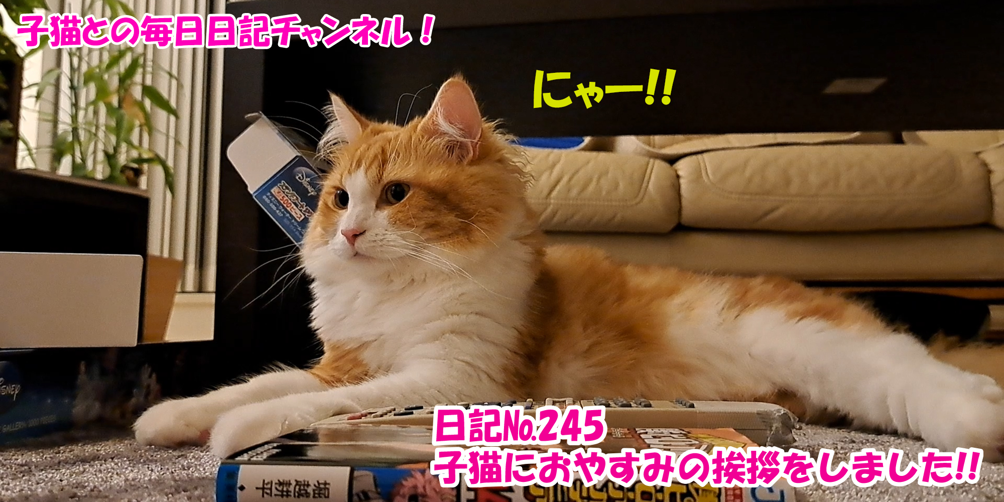 【ネコ】子猫との毎日日記チャンネル！～マロンくん～こねこ日記№245子猫におやすみの挨拶をしました！！