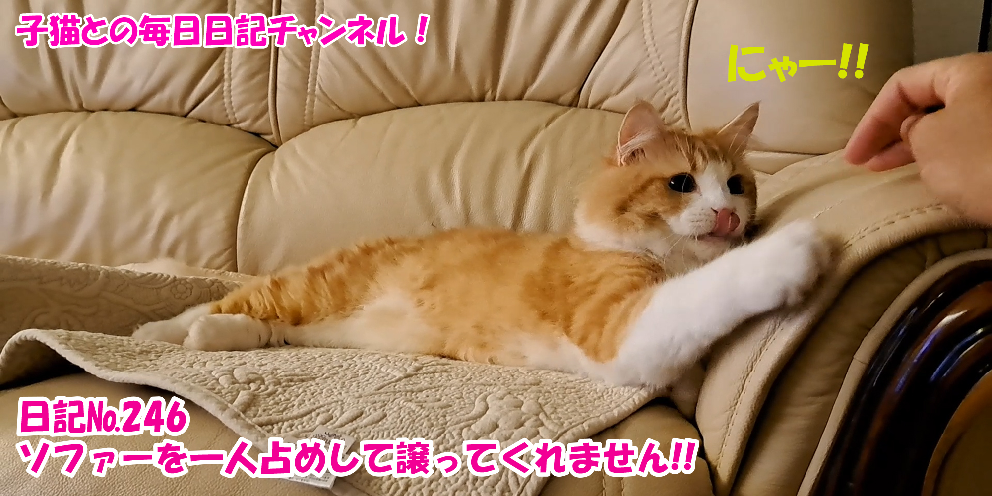 【ネコ】子猫との毎日日記チャンネル！～マロンくん～こねこ日記№246ソファーを一人占めして譲ってくれません！！