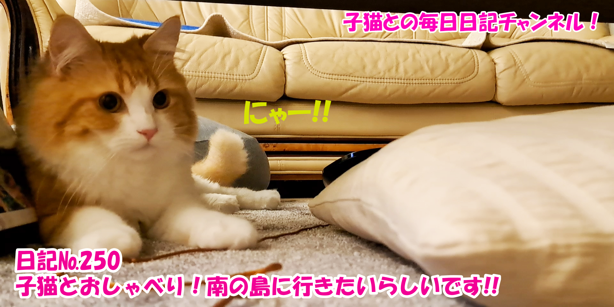 【ネコ】子猫との毎日日記チャンネル！～マロンくん～こねこ日記№250子猫とおしゃべり！南の島に行きたいらしいです！！