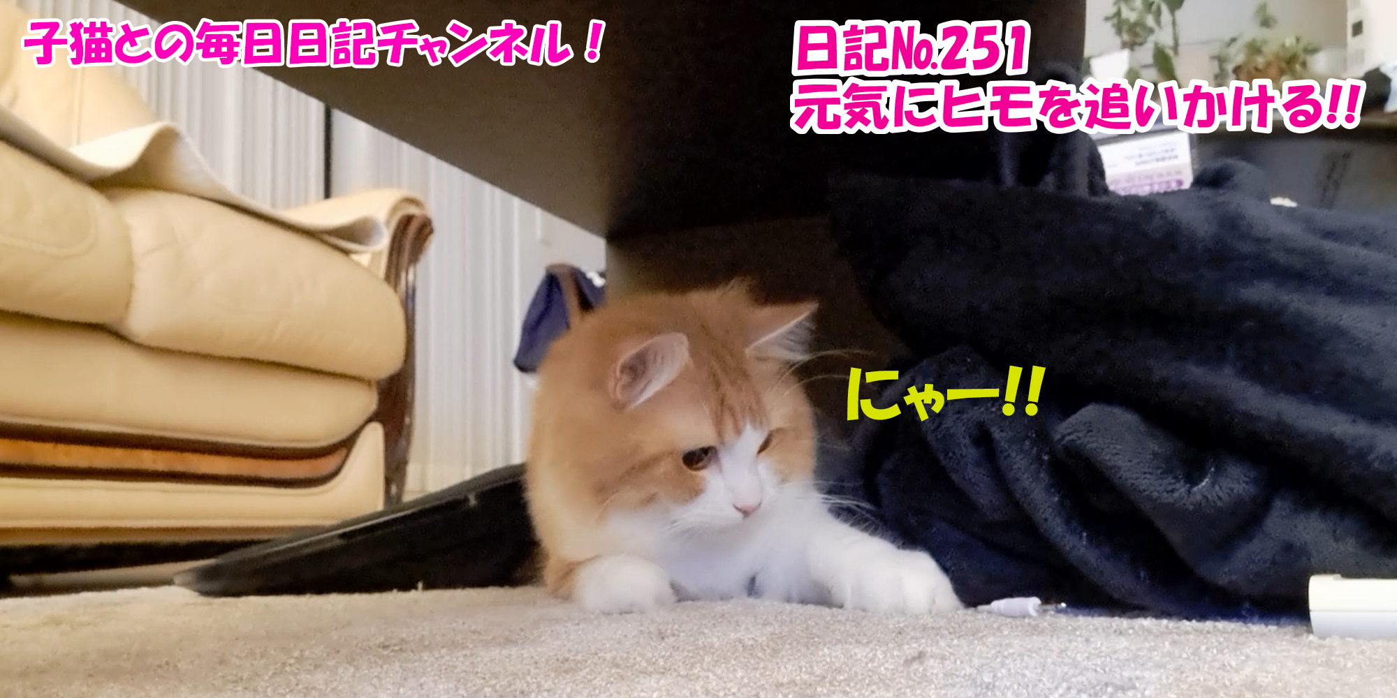 【ネコ】子猫との毎日日記チャンネル！～マロンくん～こねこ日記№251元気にヒモを追いかける！！