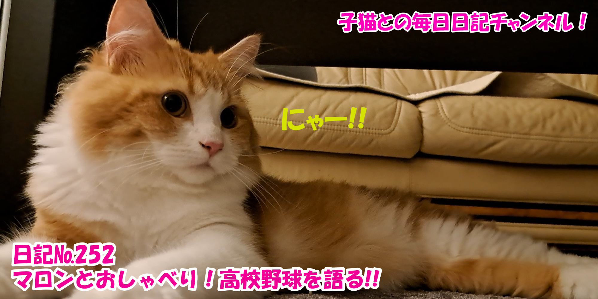 【ネコ】子猫との毎日日記チャンネル！～マロンくん～こねこ日記№252マロンとおしゃべり！高校野球を語る！！