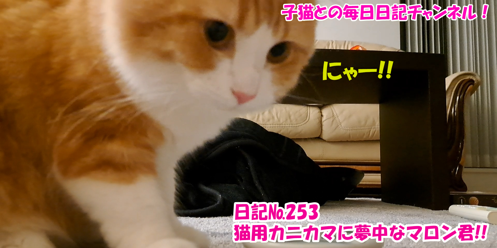 【ネコ】子猫との毎日日記チャンネル！～マロンくん～こねこ日記№253猫用カニカマに夢中なマロン君！！