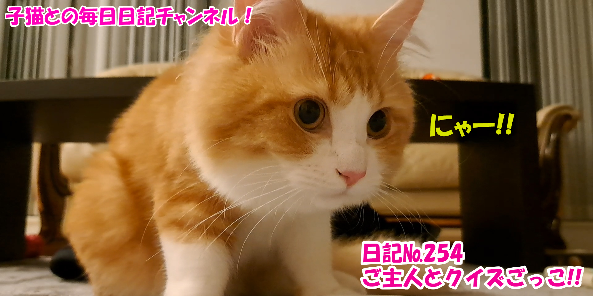 【ネコ】子猫との毎日日記チャンネル！～マロンくん～こねこ日記№254ご主人とクイズごっこ！！