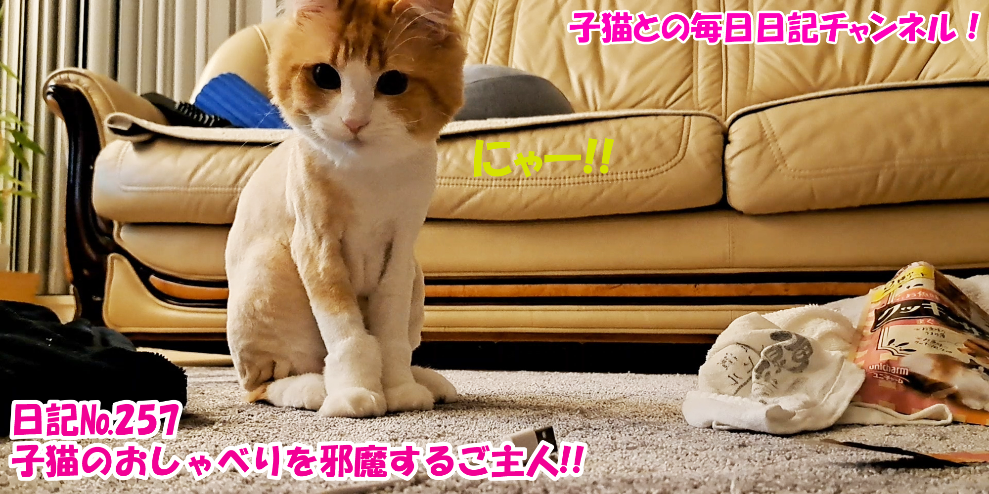 【ネコ】子猫との毎日日記チャンネル！～マロンくん～こねこ日記№257子猫のおしゃべりを邪魔するご主人！！