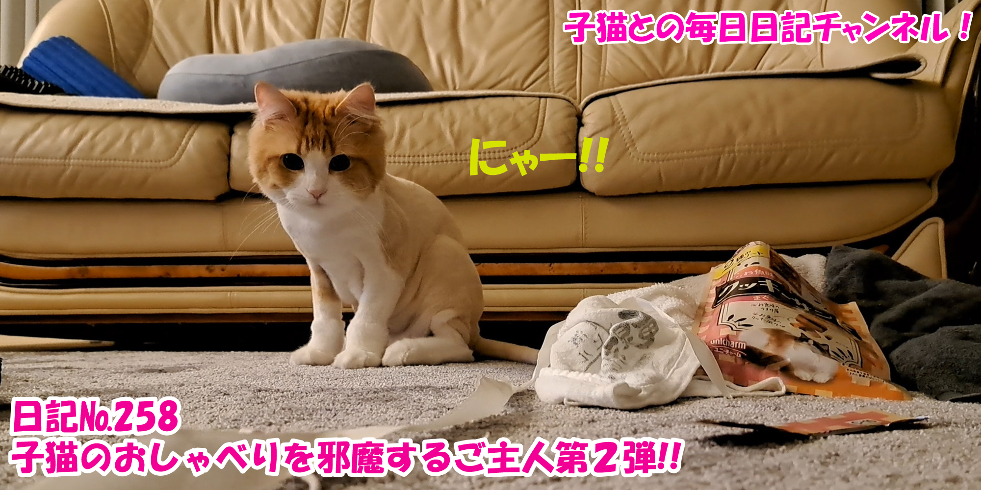 【ネコ】子猫との毎日日記チャンネル！～マロンくん～こねこ日記№258子猫のおしゃべりを邪魔するご主人第２弾！！