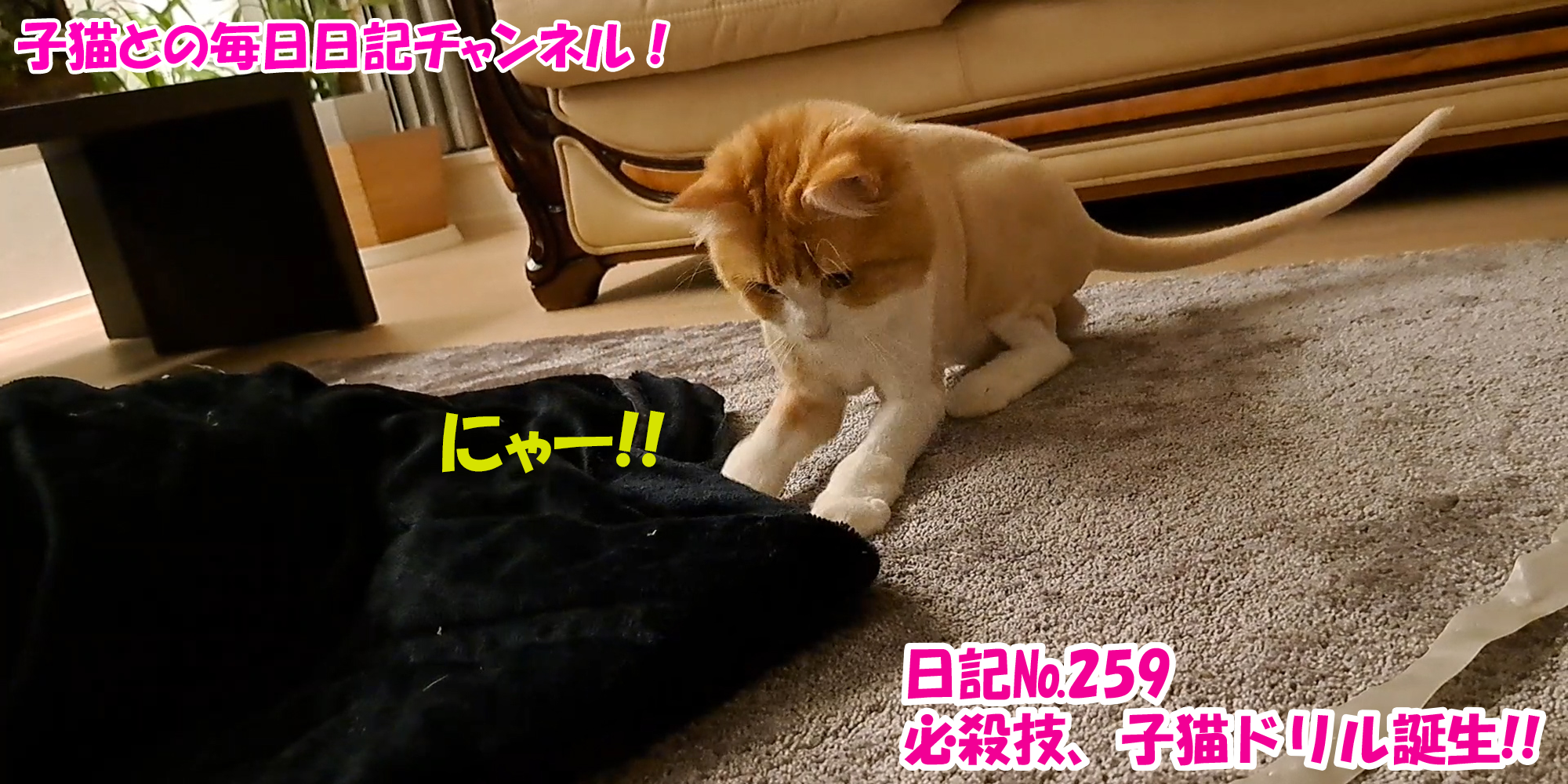 【ネコ】子猫との毎日日記チャンネル！～マロンくん～こねこ日記№259必殺技、子猫ドリル誕生！！