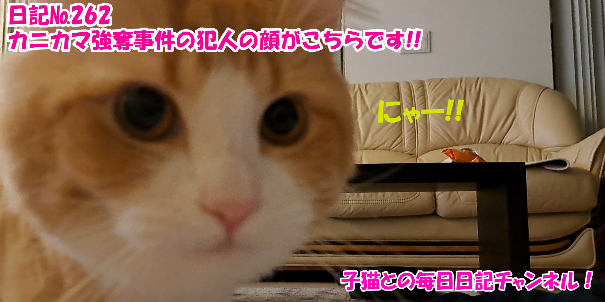 【ネコ】子猫との毎日日記チャンネル！～マロンくん～こねこ日記№262カニカマ強奪事件の犯人の顔がこちらです！！