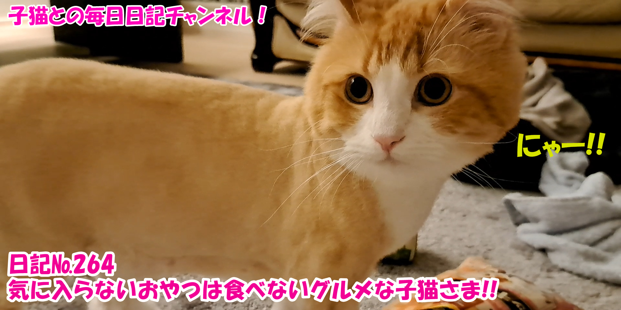 【ネコ】子猫との毎日日記チャンネル！～マロンくん～こねこ日記№264気に入らないおやつは食べないグルメな子猫さま！！