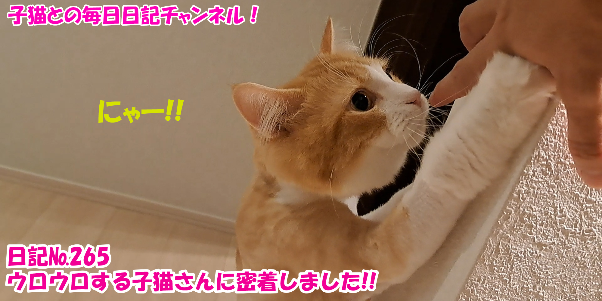 【ネコ】子猫との毎日日記チャンネル！～マロンくん～こねこ日記№265ウロウロする子猫さんに密着しました！！