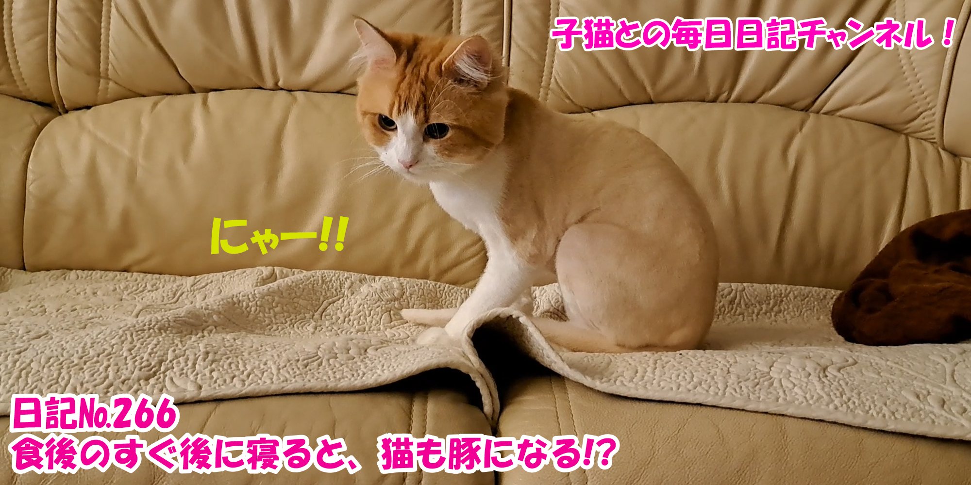 【ネコ】子猫との毎日日記チャンネル！～マロンくん～こねこ日記№266食後のすぐ後に寝ると、猫も豚になる！？