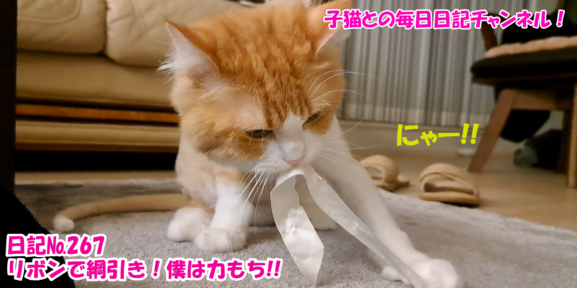 【ネコ】子猫との毎日日記チャンネル！～マロンくん～こねこ日記№267リボンで綱引き！僕は力もち！！