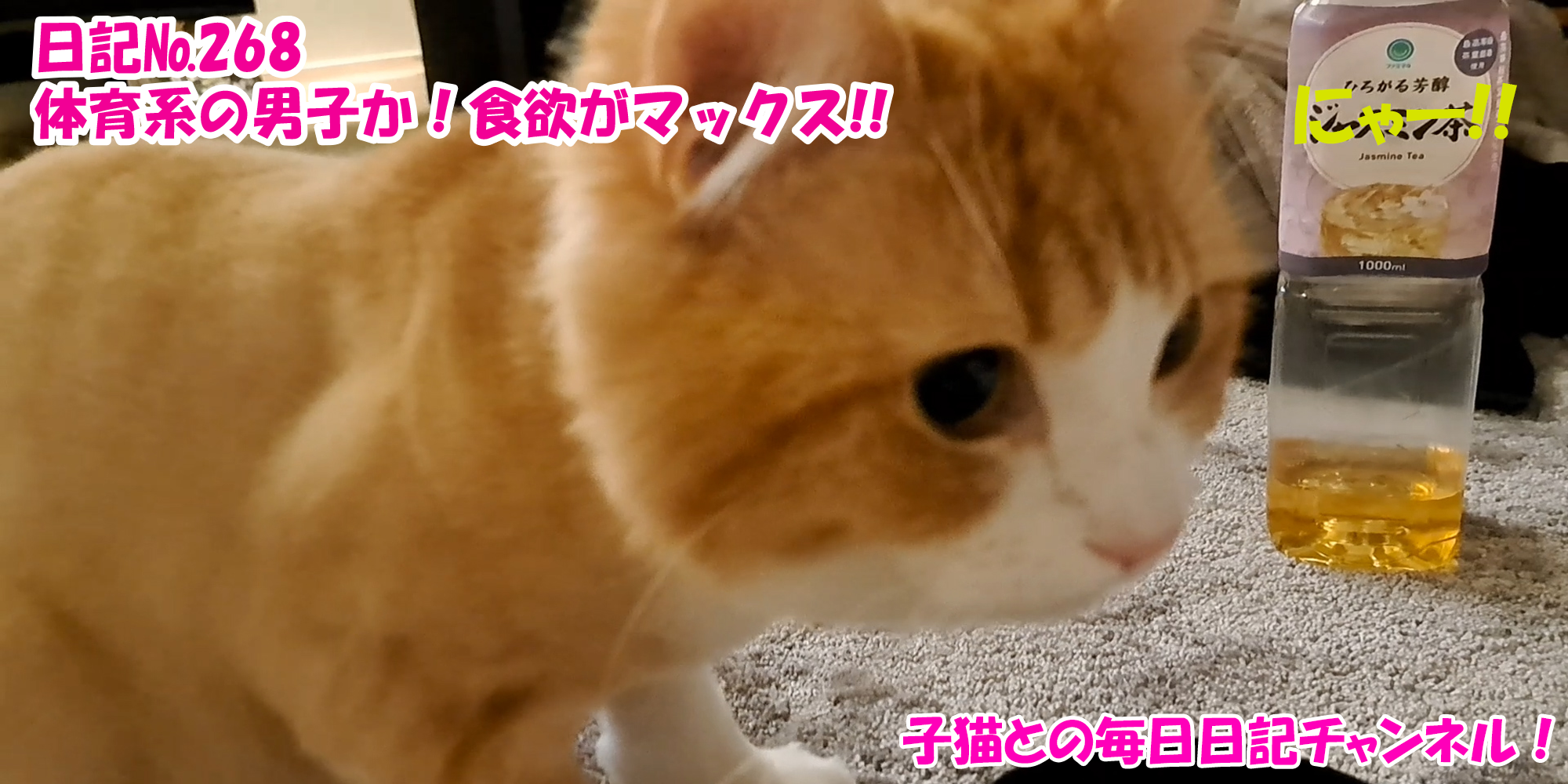 【ネコ】子猫との毎日日記チャンネル！～マロンくん～こねこ日記№268体育系の男子か！食欲がマックス！！