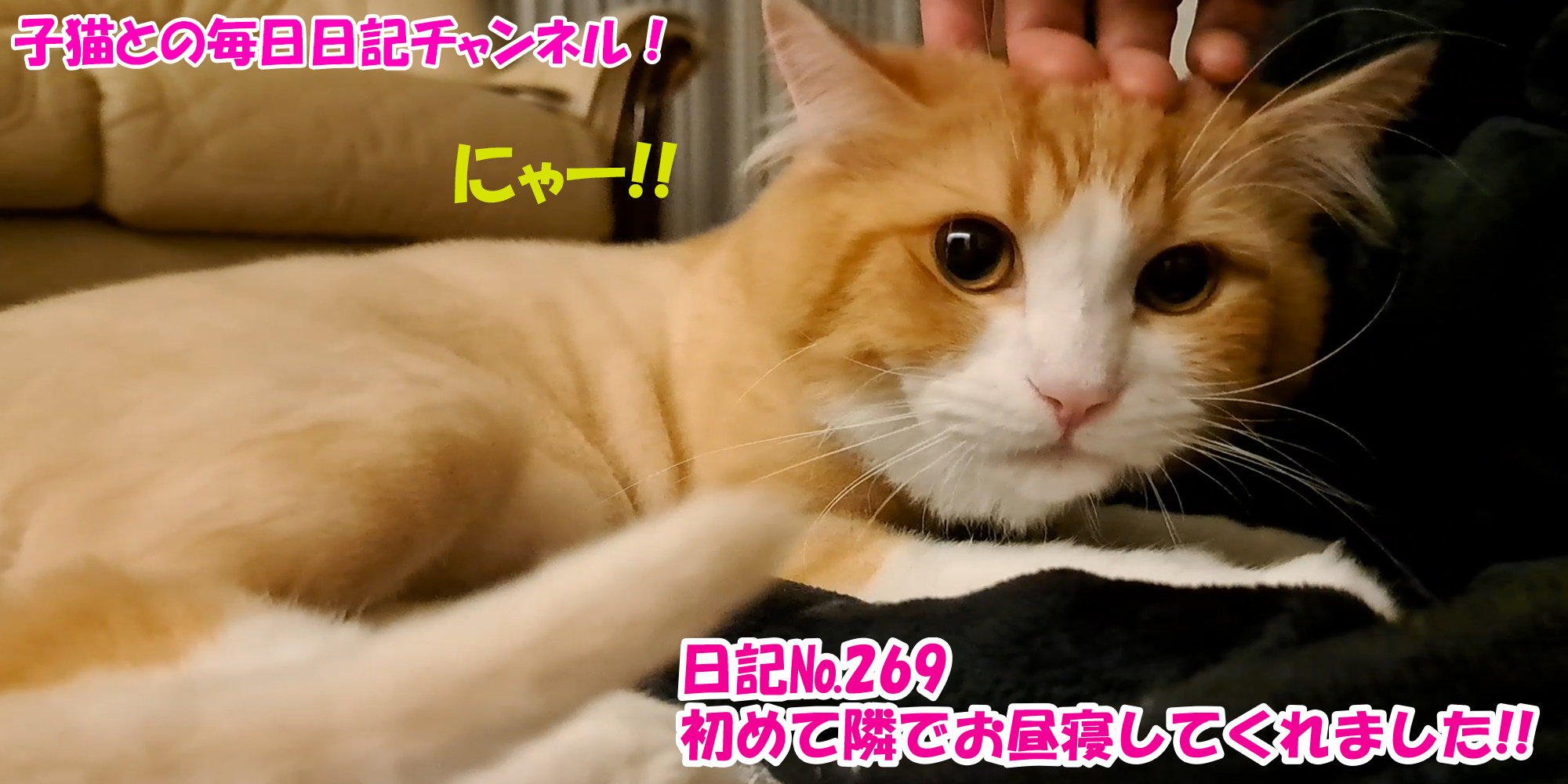 【ネコ】子猫との毎日日記チャンネル！～マロンくん～こねこ日記№269初めて隣でお昼寝してくれました！！