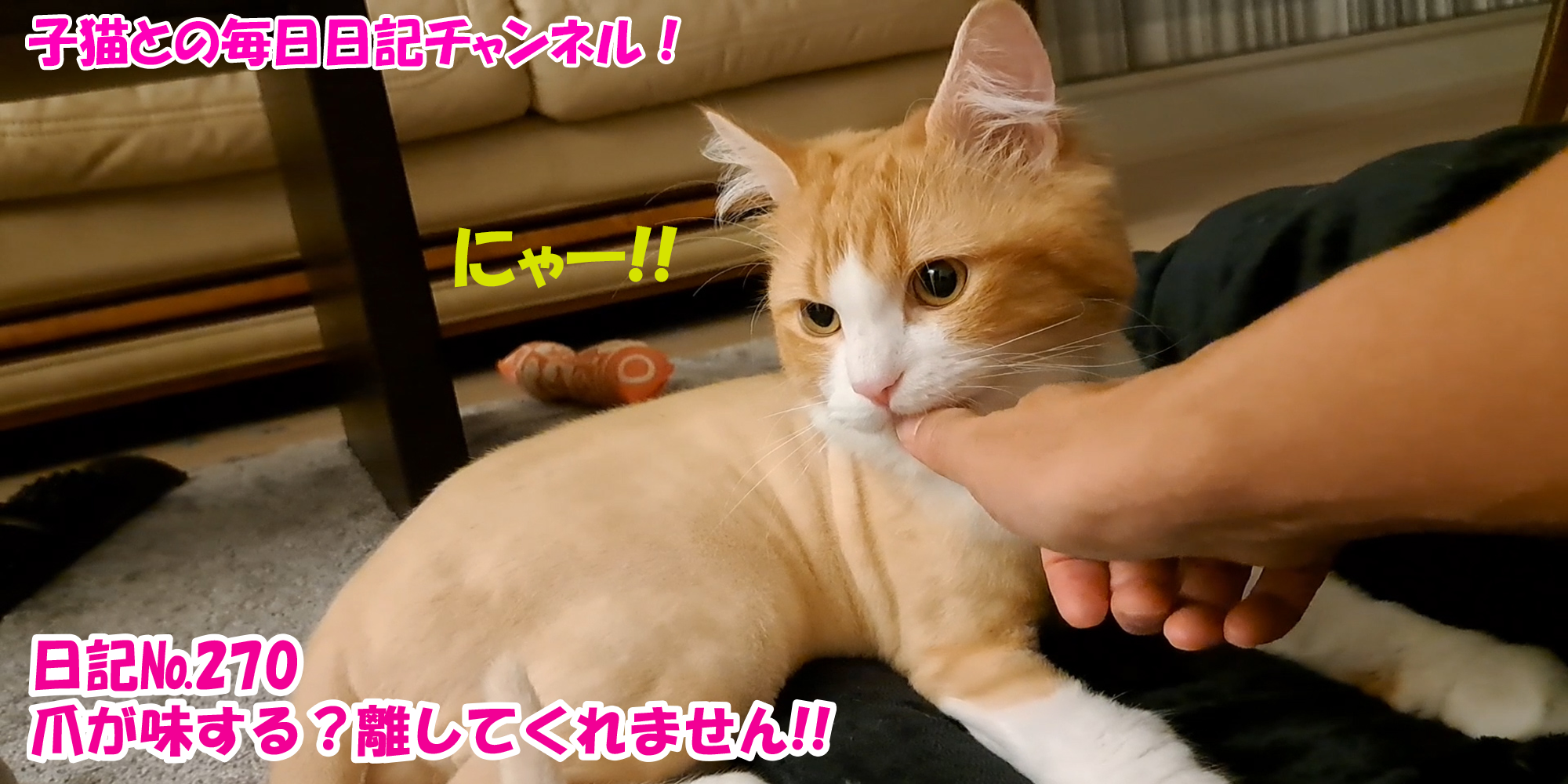 【ネコ】子猫との毎日日記チャンネル！～マロンくん～こねこ日記№270爪が味する？離してくれません！！