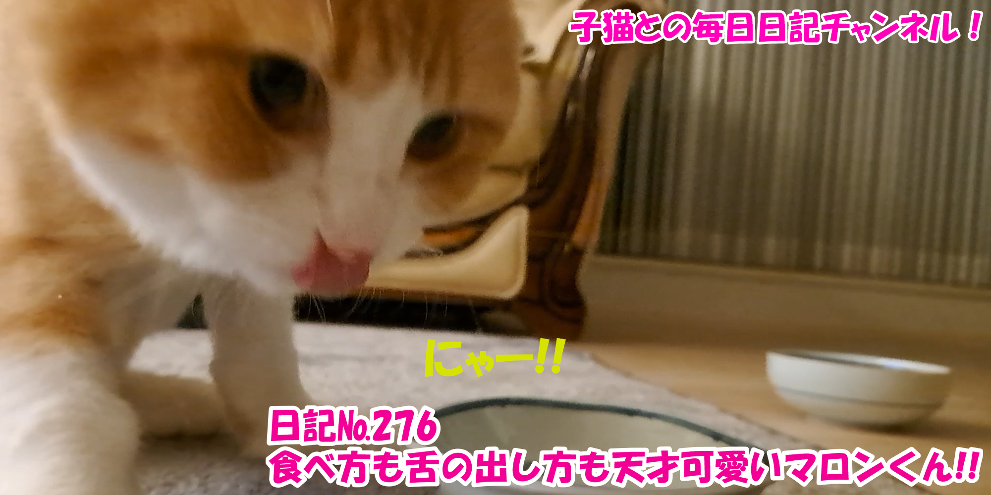 【ネコ】子猫との毎日日記チャンネル！～マロンくん～こねこ日記№276食べ方も下の出し方も天才可愛いマロンくん！！